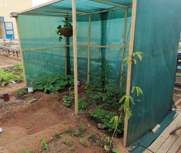 Imagen del huerto ecológico del Colegio La Garita, de Telde/TA.